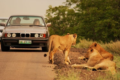 kruger south africa