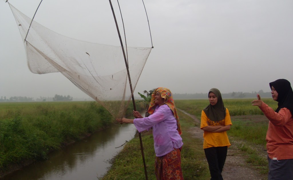 Macam Sawah Macam Gulma