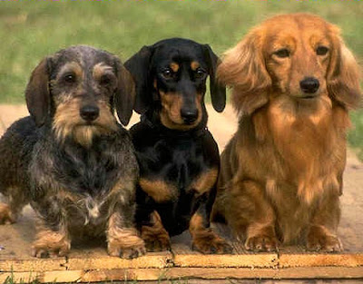long haired dachshund photos. long haired dachshund black.