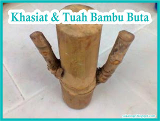 Khasiat dan Tuah Bambu Buta