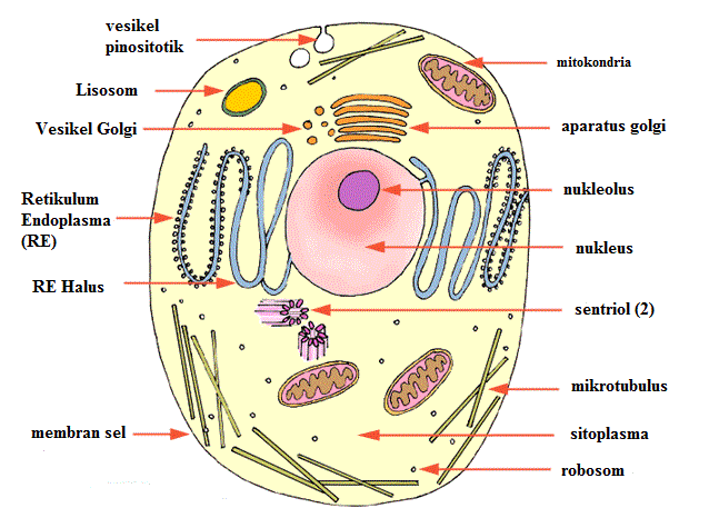 struktur dan fungsi  organel sel  tumbuhan hewan  lengkap 