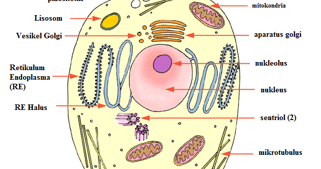 struktur dan  fungsi  organel sel tumbuhan hewan  lengkap 