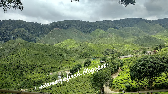 Brichang, Cameron Highlands, short vacay, hotel bajet Cameron, hotel murah, ladang teh bharat, tanah rata, cameron valley tea,