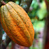 الكاكاو و فوائده و استعمالاته  في المطبخ cacao