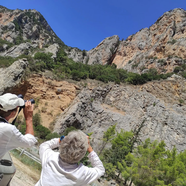 Griffon Vultures at Kleisoremeta gorge