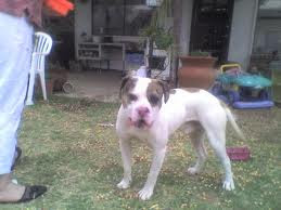 Alapaha Blue Blood Bulldog Breed Information