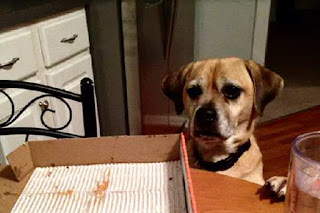 Pizza eating dog