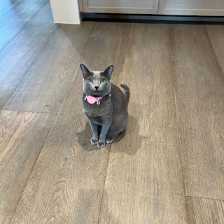 Fans Claim Khloé Kardashian Edited Her Cat in Latest Instagram Post 'Even the Cat Got a Makeover'