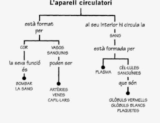 http://www.xtec.cat/~rvillanu/circulatori/esquema.htm