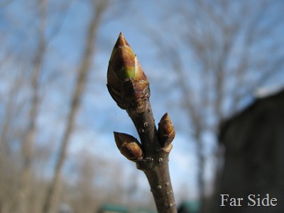 Buds on my lilac April 6 2012