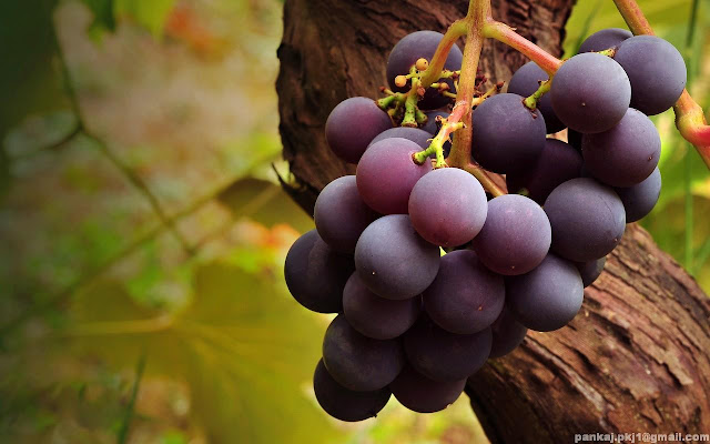 grapes