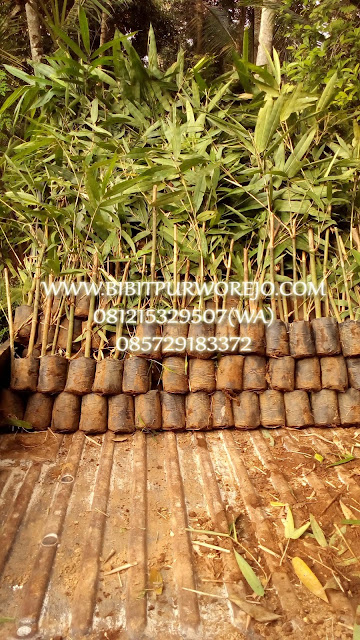 Jual bibit bambu, bibit bambu, bibit purworejo, jual bibit bambu petung, jual bibit bambu petung kultur, bibit bambu petung kultur jaringan, bibit bambu, jual bibit bambu, bambu petung, panen bambu petung, fungsi bambu petung, bambu terbesar, jual bibit bambu petung murah, jual bibit bambu petung unggul, bibit bambu stek, stek bambu petung, cara stek bambu petung, budidaya bambu petung, harga bambu petung, harga bibit bambu petung, jual bibit bambu petung murah, jual bibit bambu petung unggul, jual bibit bambu petung kultur jaringan, jual bibit bambu petung stek siap tanam, harga bibit bambu petung kultur jaringan, harga bibit bambu petung stek batang, cara buat bibit bambu petung, cara tanam bambu petung , jarak tanam bibit bambu petung, usia bambu petung, bambu petung super.