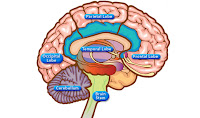 Brain Function Map3