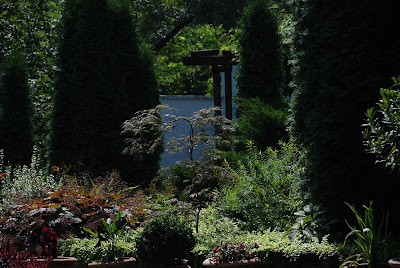 Acer palmatum 'Garnet'