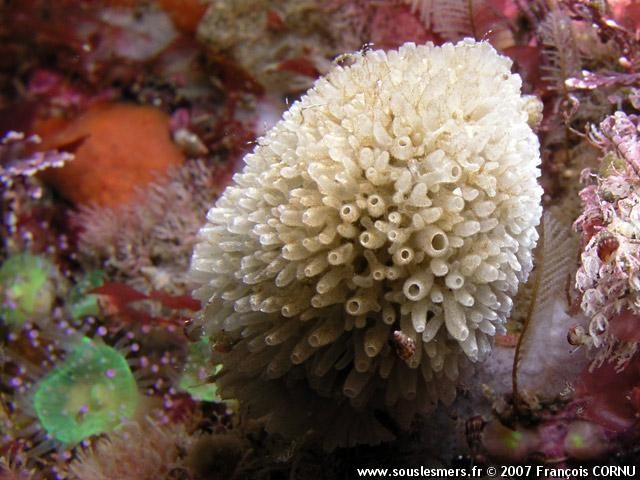 10 Contoh Hewan Porifera  Beserta Gambar Dan Penjelasannya 