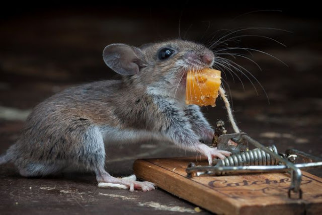 Mouse and cheese in a mousetrap, Paul Turton, mouse photos