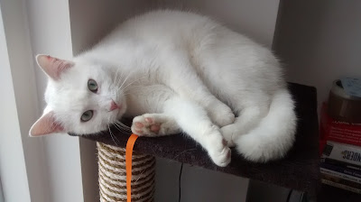 Gorgeous white cat