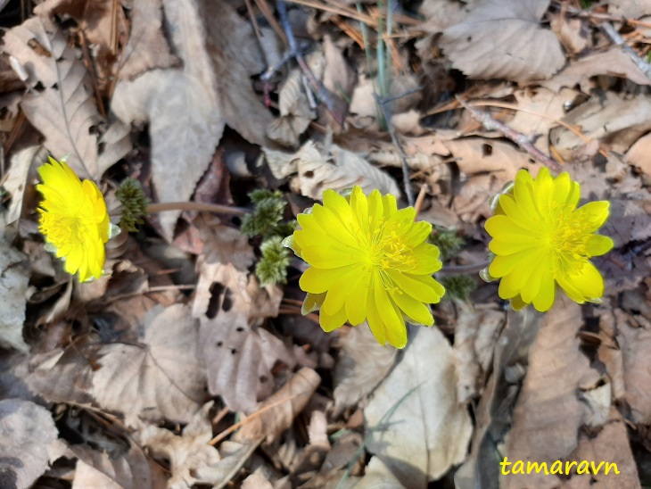 Адонис амурский (Adonis amurensis)