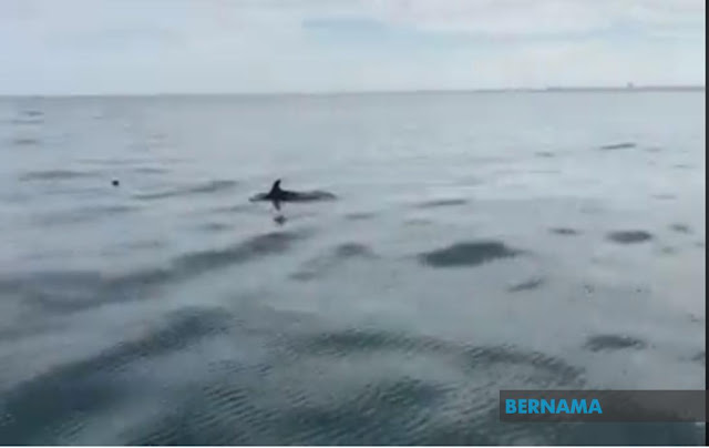 TERKINI!!! Ikan Lumba-lumba di perairan Tanjung Tuan tarik perhatian warganet. Kehadiran ikan lumba-lumba di perairan Port Dickson merupakan saat “emas” bagi orang ramai apabila berpeluang melihat sendiri aksi spesies marin itu, sekali gus merakamkan kejadian itu seperti yang tular di laman sosial Facebook semalam.