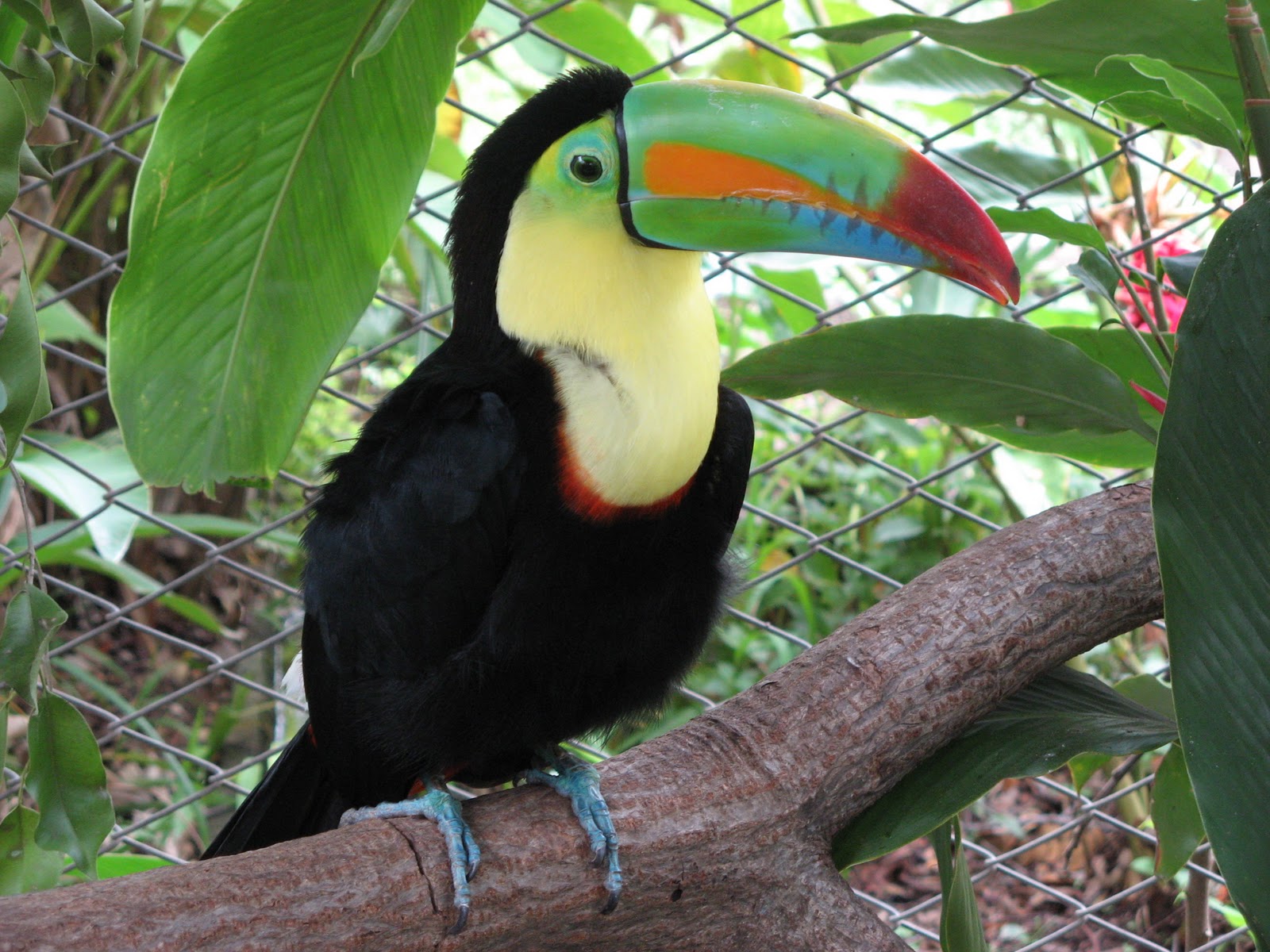 keel billed toucan from costa rica