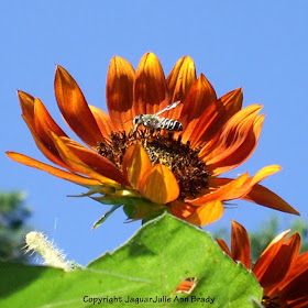 Autumn Beauty Sunflower Blossom and Bee