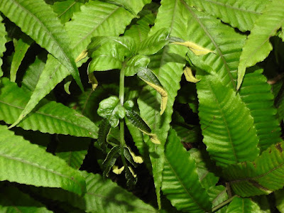 Sporophyll of Bolbitis heteroclita