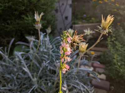 ヒソップの開花