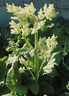 Manfaat dan Khasiat Kalembak (Rheum Palmatum L)