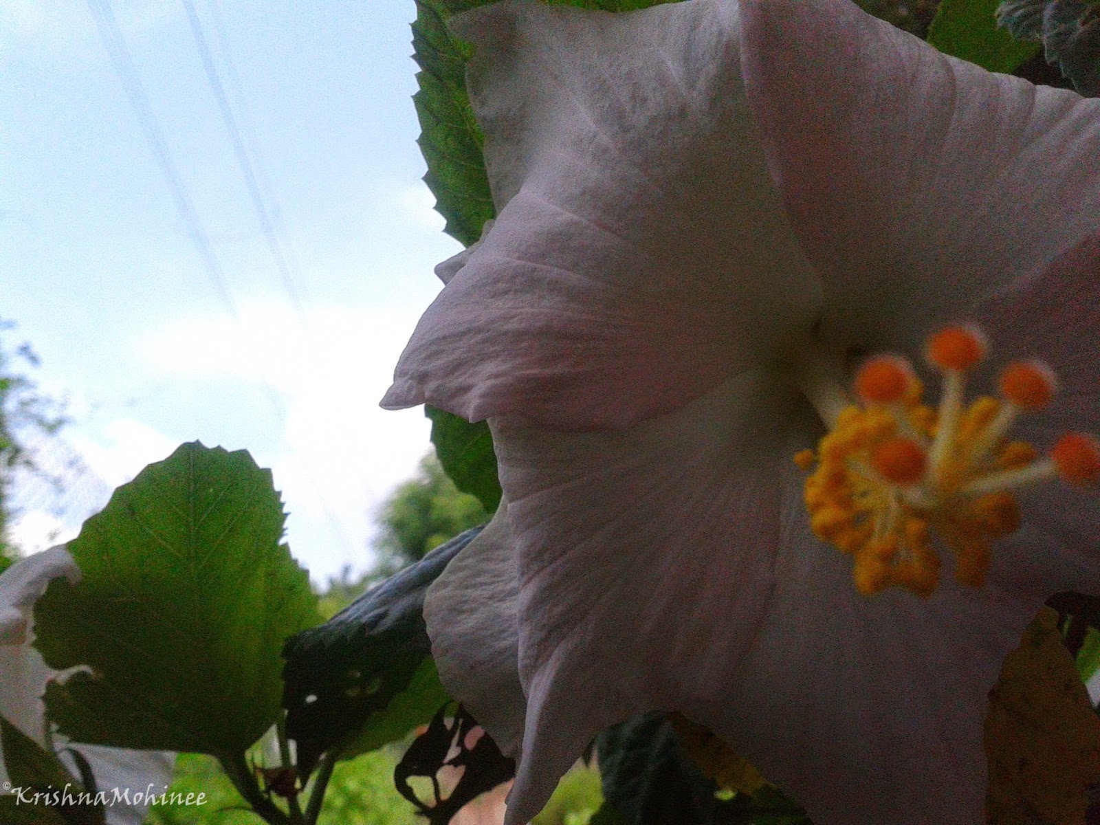 Image: Jasud flower with white petals and pink shade