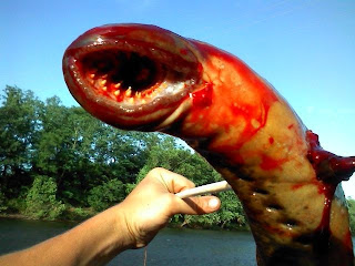 Lamprey laut