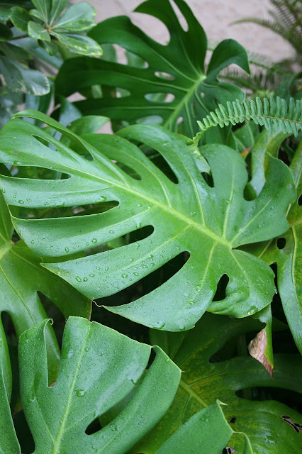 Hojas de monstera