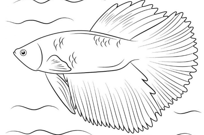 1001 Kecantikan dan Keindahan Sketsa Gambar Ikan Hias 