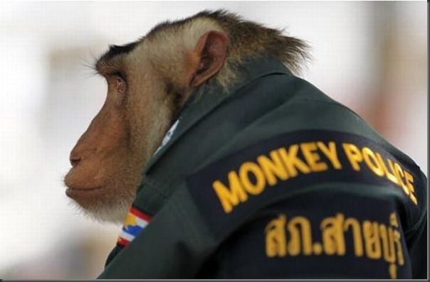 Policial macaco na Thailandia (2)