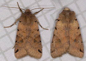 Brown-Spot Pinion, Agrochola litura.  Noctuid.  Moth trap at Farthing Downs with Gill Peachey, 4 October 2011.