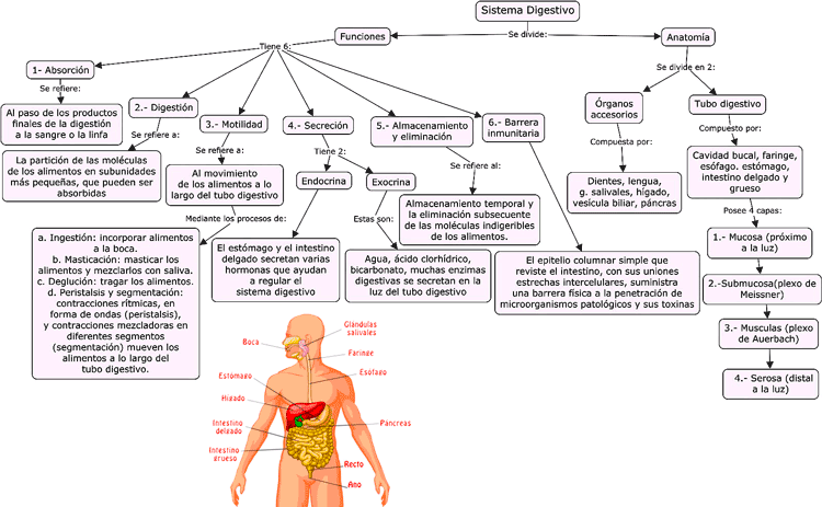 Mapa conceptual del sistema digestivo, partes y funciones