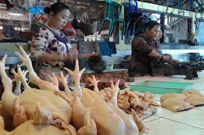 Ambon, Malukupost.com - Harga daging ayam kampung yang ditawarkan para peternak maupun pedagang di lokasi pasar tradisional Kota Ambon mulai bergerak naik dibandingkan dengan tiga hari lalu. Pemantauan di lokasi pasar Mardika dan Batu merah, Senin (15/7), para peternak yang langsung menjual ayam piaraan menawarkan harga bervariasi Rp80.000 hingga Rp90.000/ekor untuk jenis pejantan, dan Rp55.000 hingga Rp60.000/ekor untuk jenis betina.