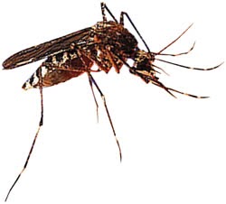 ivanildosantos gambar  nyamuk  malaria
