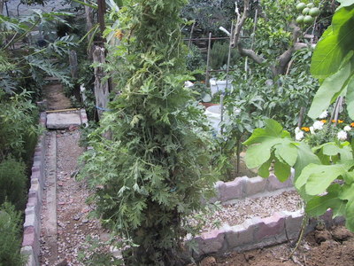 my garden photo