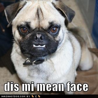 funny-dog-pictures-dog-shows-you-his-mean-face.jpg
