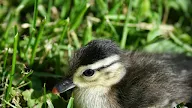 How To Take Care Of Baby Wood Ducks