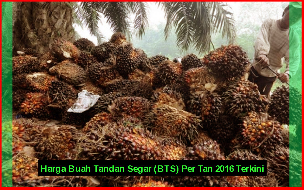 Harga Buah Tandan  Segar Kelapa  Sawit 2022 Terkini 