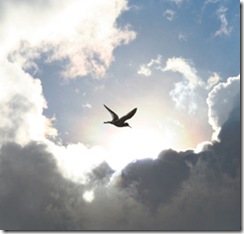 bird sky