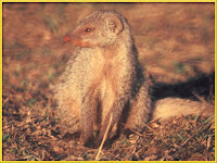 Mongoose Mungos mungo images