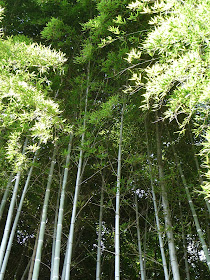 rideau de bambou