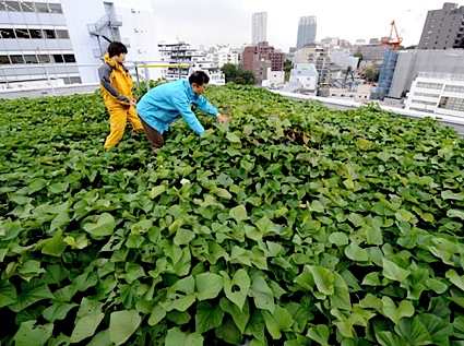 My little vegetable garden: Roof Top vegetable gardening