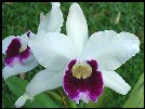 Laelia purpurata semi-alba 