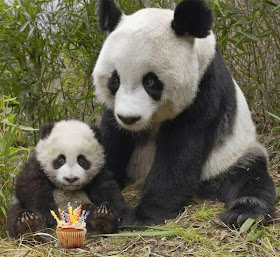 Funny animals of the week - 28 February 2014 (40 pics), baby panda and his mommy
