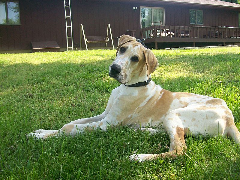 Fawn Harlequin Great Dane