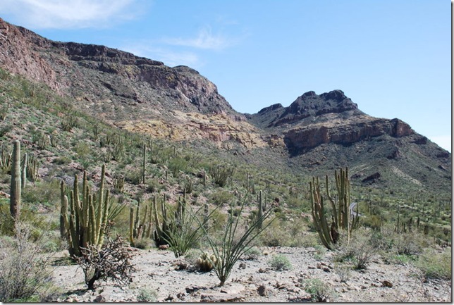 03-05-19 Ajo Mountain Loop - OPCNM 039