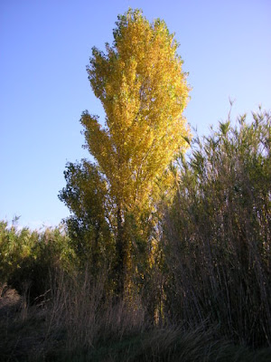 Populus nigra italica